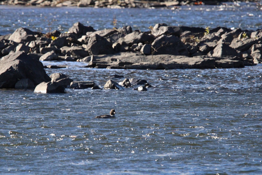 Barrow's Goldeneye - ML645925795