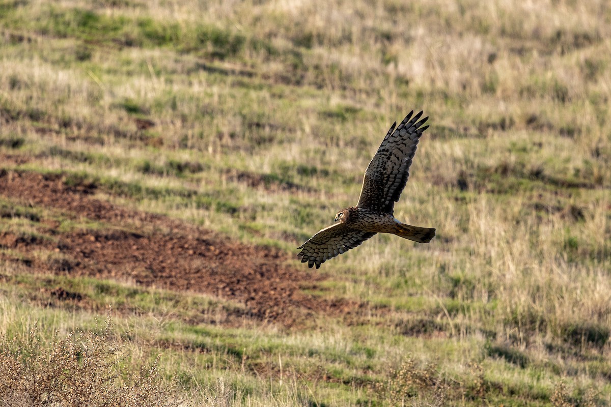 Northern Harrier - ML645925796