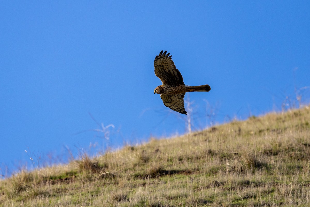 Northern Harrier - ML645925797