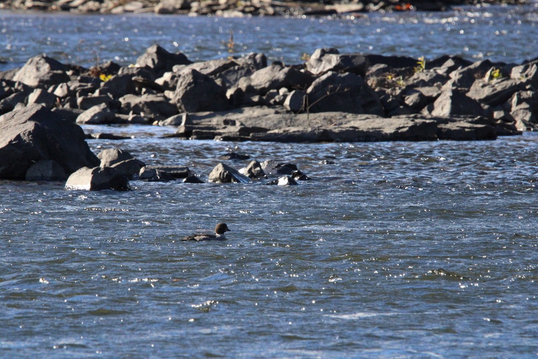 Barrow's Goldeneye - ML645925798