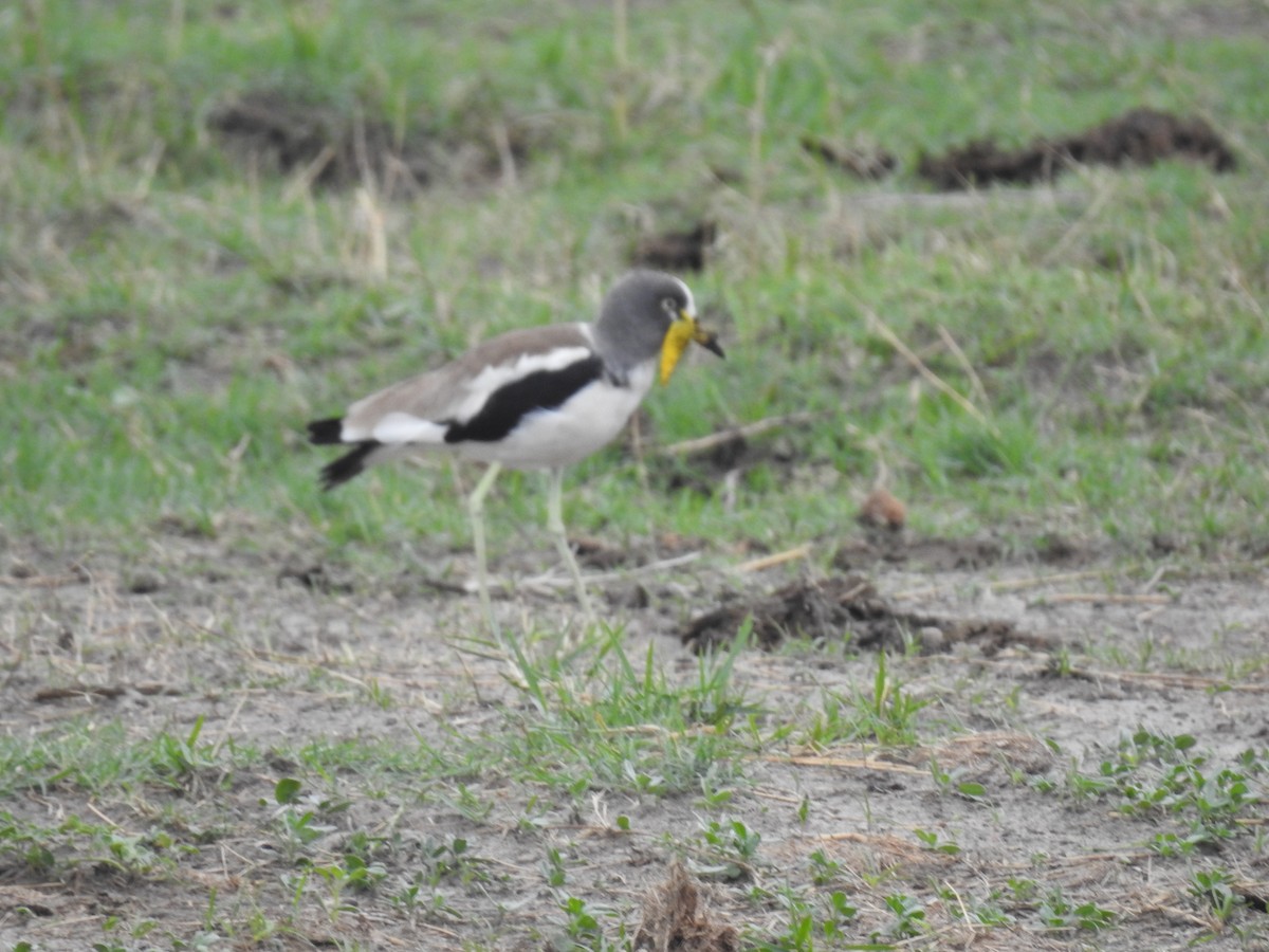 White-crowned Lapwing - ML645925799