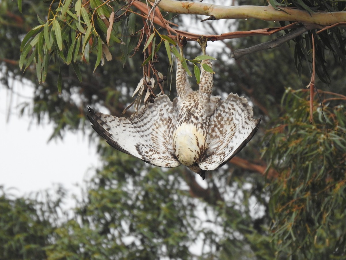 Red-tailed Hawk (calurus/alascensis) - ML645925800