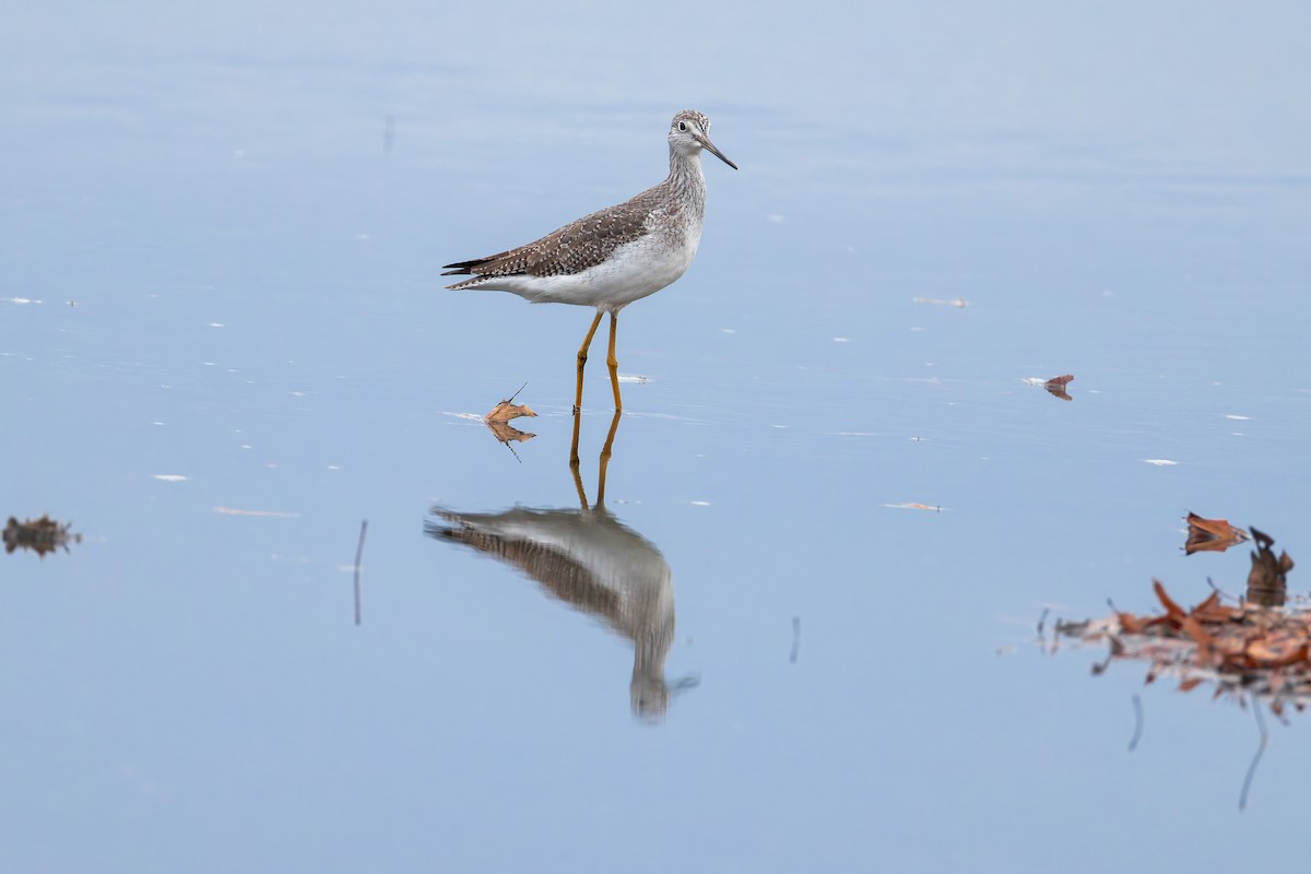 Greater Yellowlegs - ML645925801
