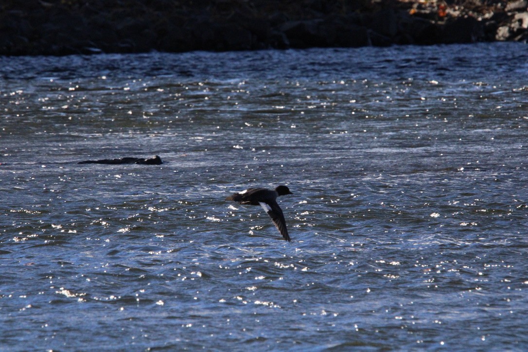 Barrow's Goldeneye - ML645925802