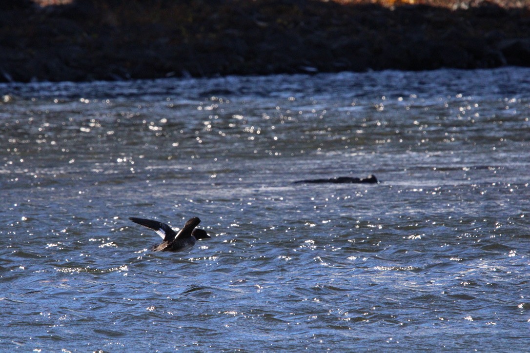 Barrow's Goldeneye - ML645925803