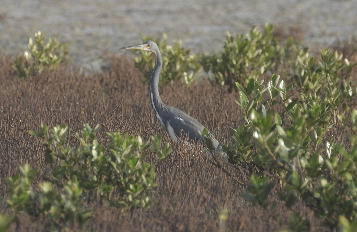 Tricolored Heron - ML645925804