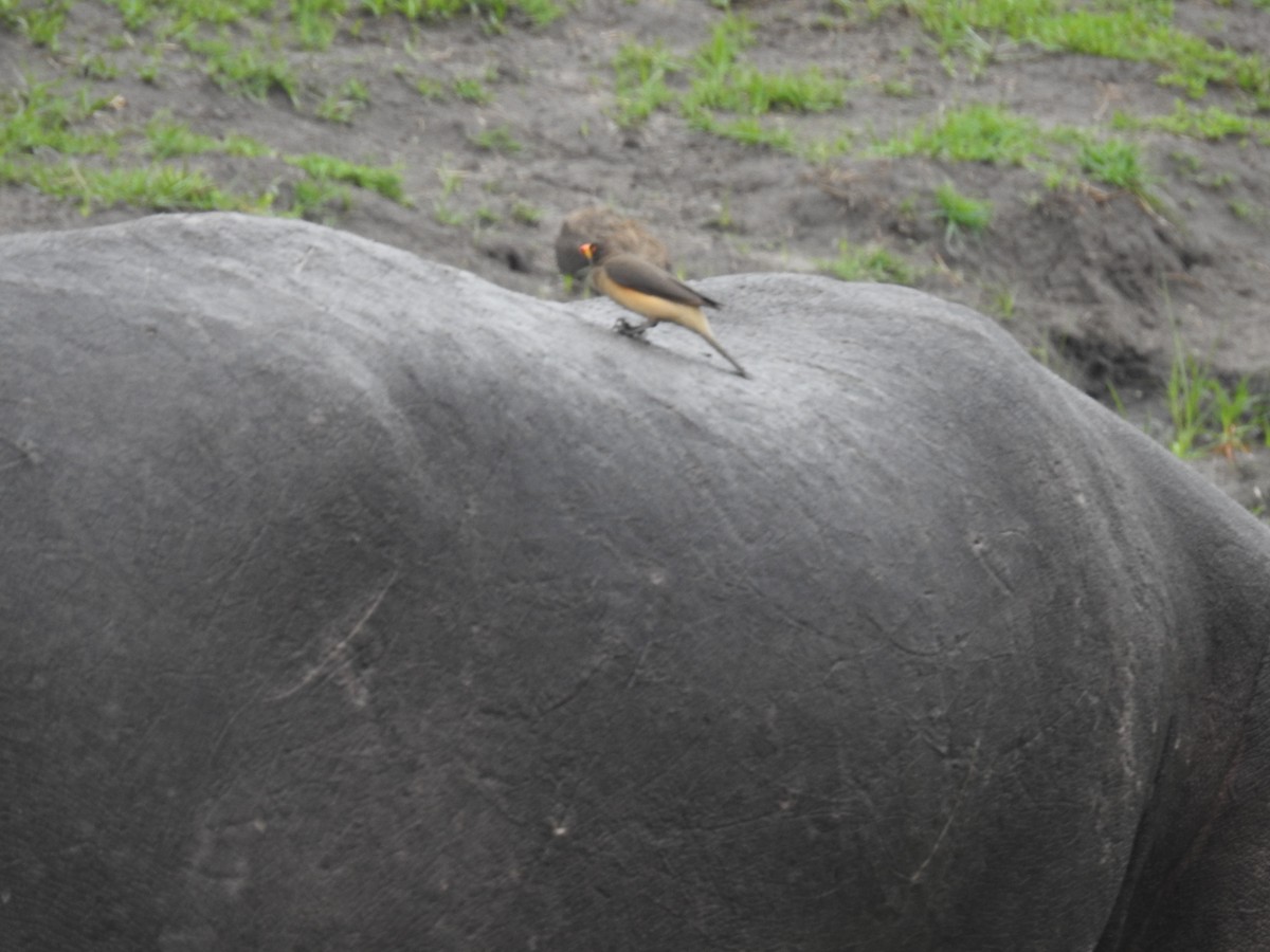 Yellow-billed Oxpecker - ML645925806