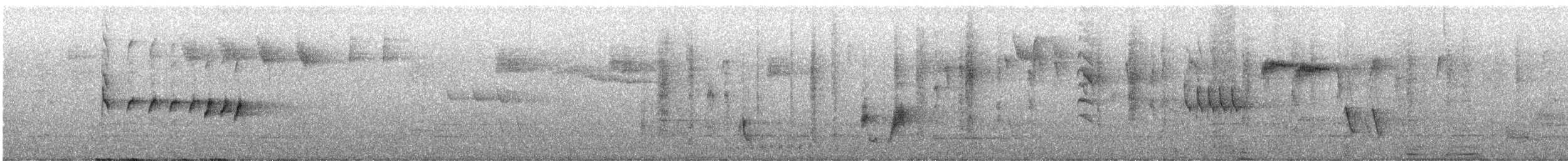 Tasmanian Thornbill - ML645925807