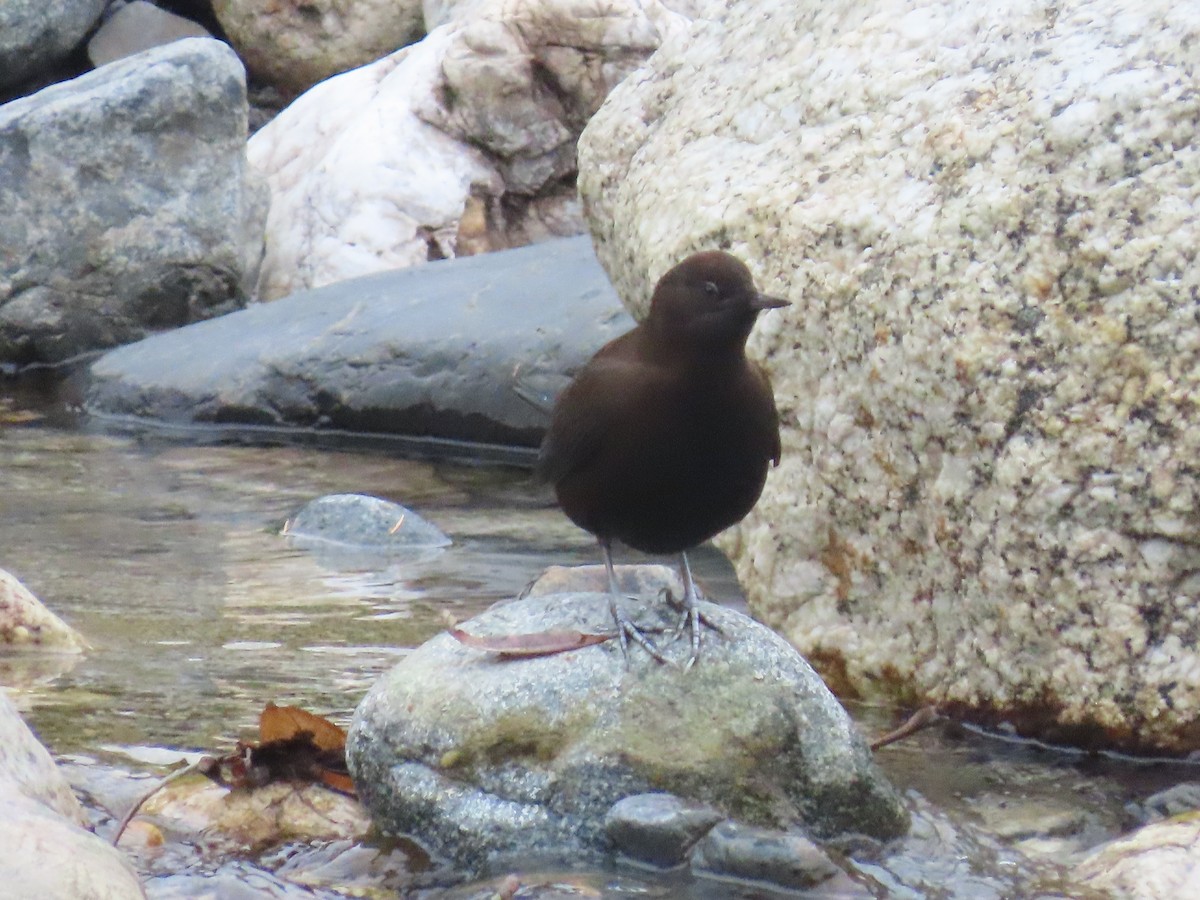Brown Dipper - ML645925808