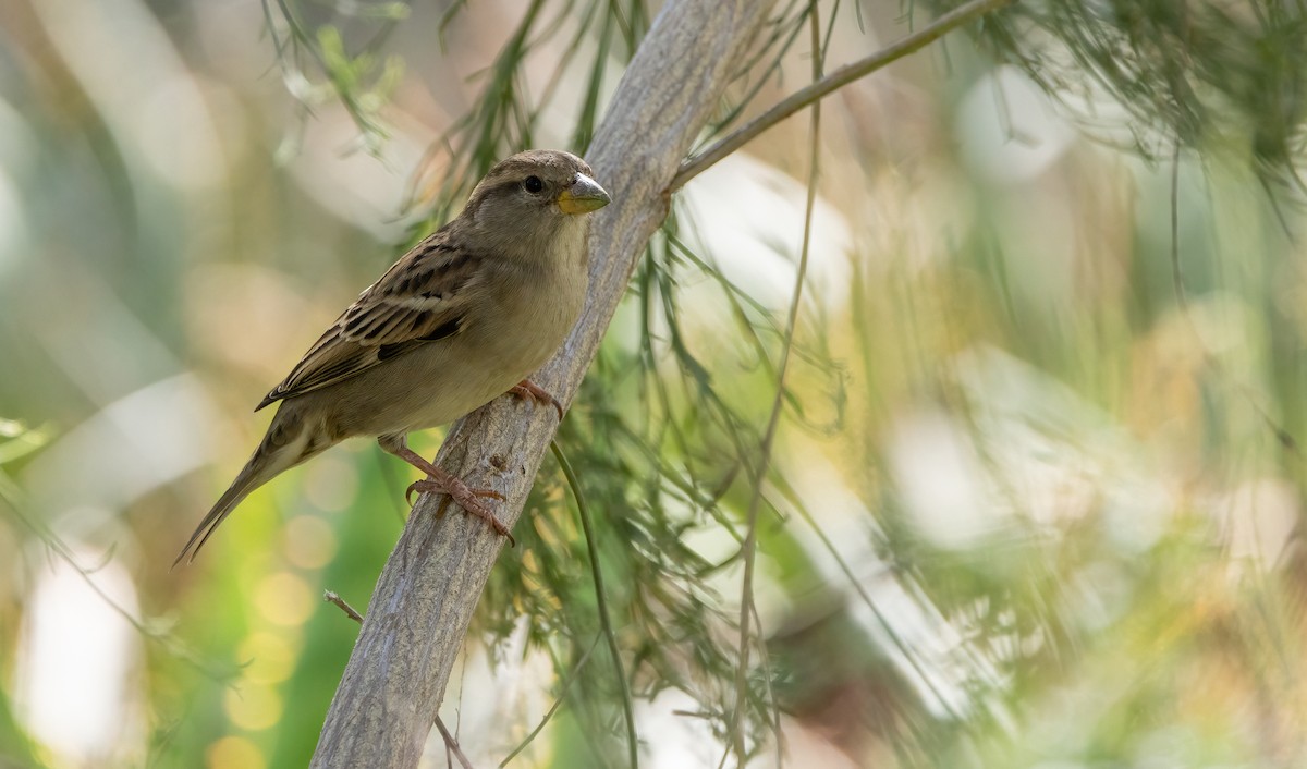 House Sparrow - ML645925810