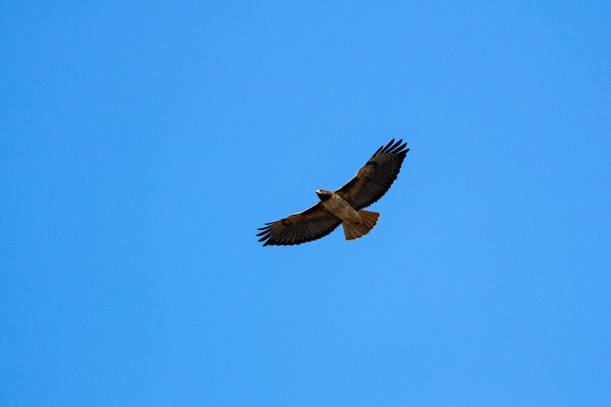 Red-tailed Hawk - ML645925811