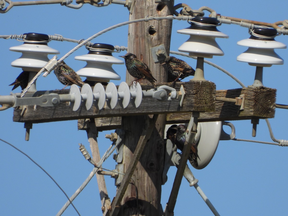 European Starling - ML645925813