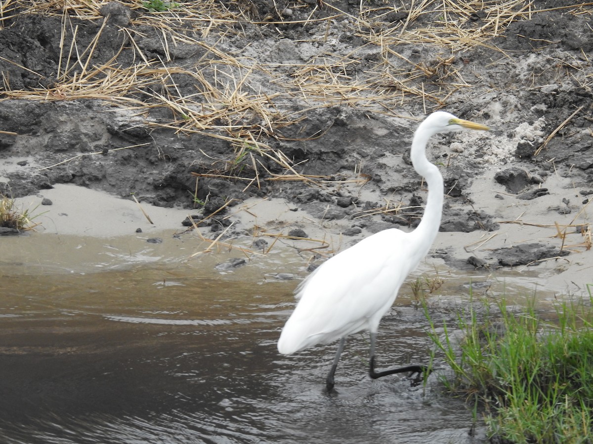 Great Egret - ML645925815