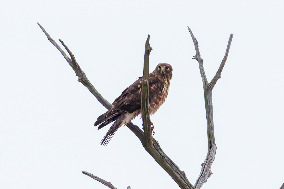 Northern Harrier - ML645925816