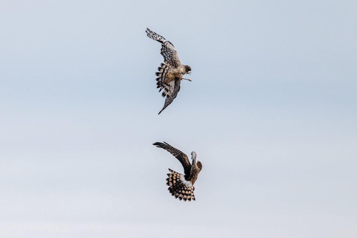Northern Harrier - ML645925817