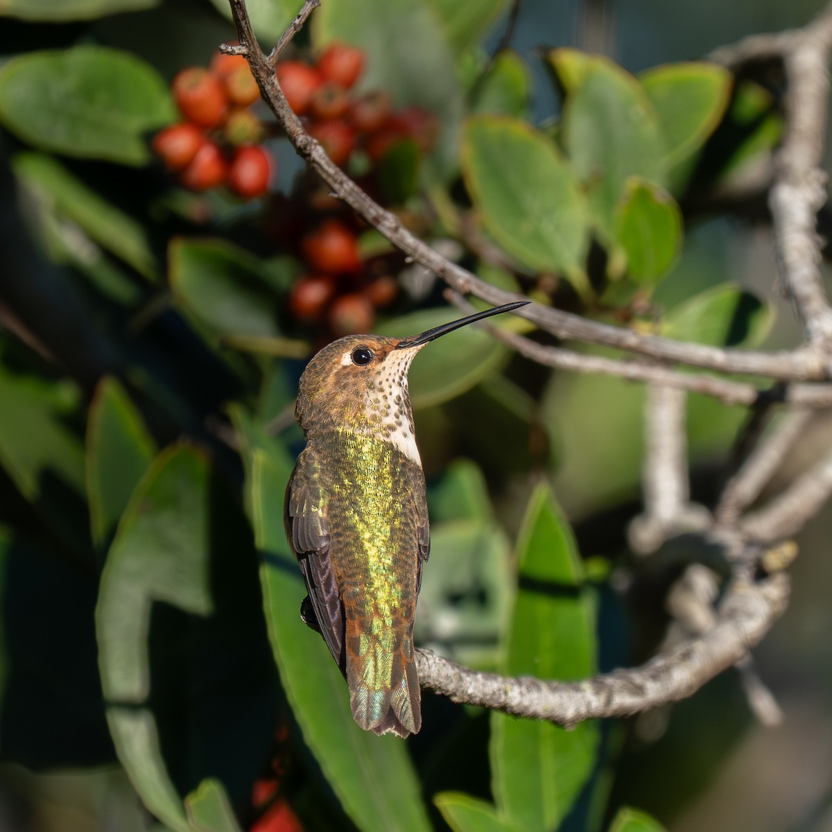 Allen's Hummingbird - ML645925818