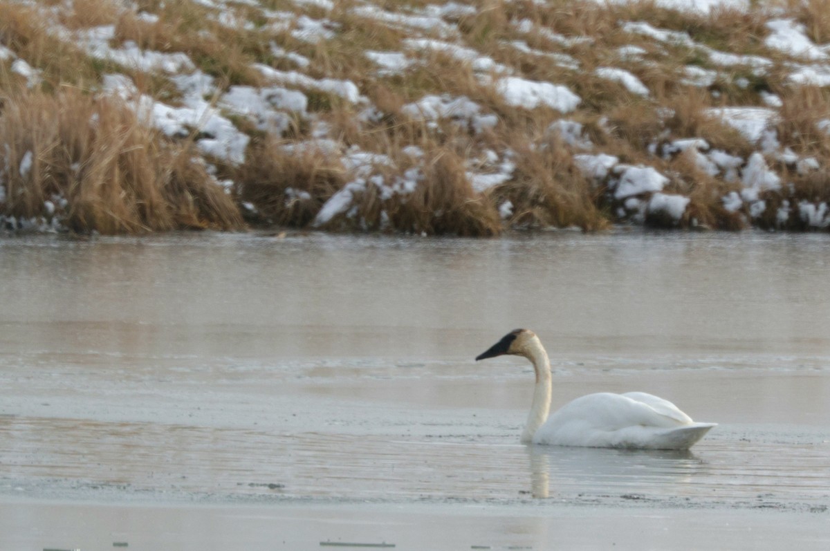 Trumpeter Swan - ML645925820