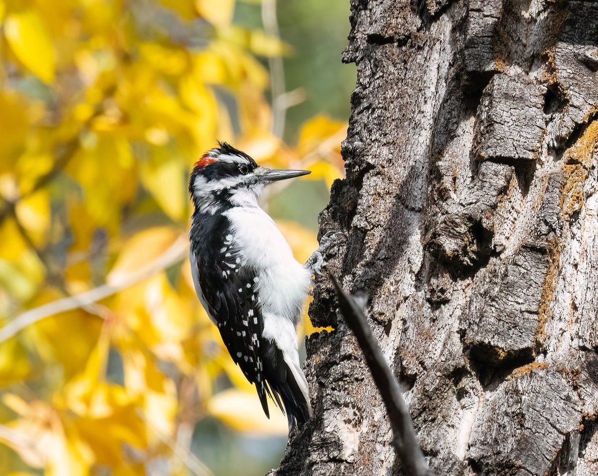 Hairy Woodpecker - ML645925822