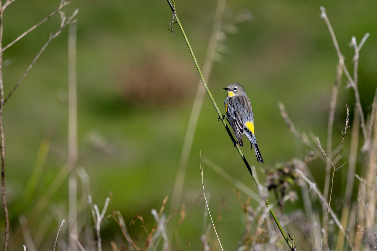 Yellow-rumped Warbler - ML645925829