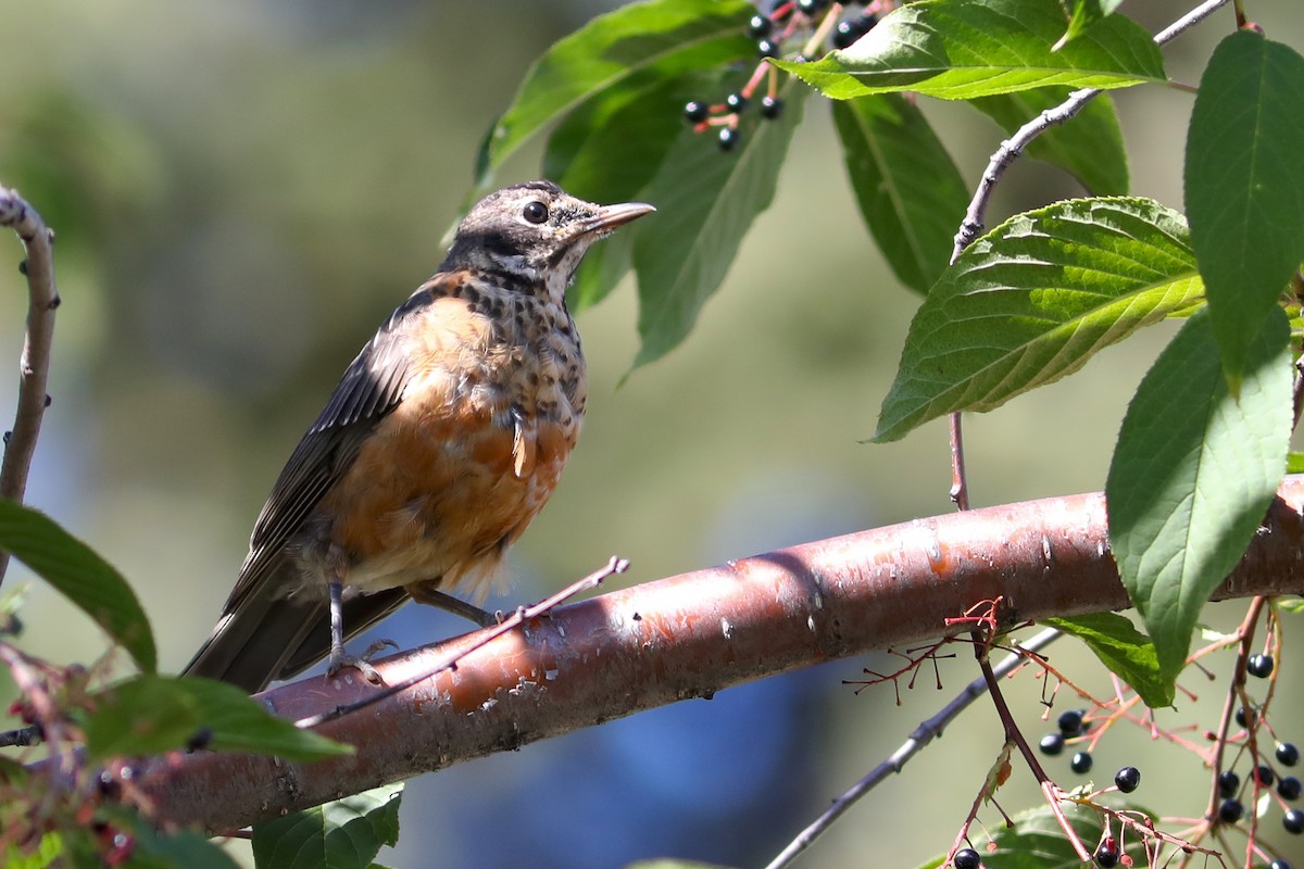 コマツグミ - ML645925837