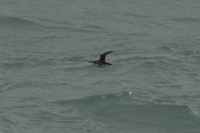 Marbled Murrelet - ML645925838