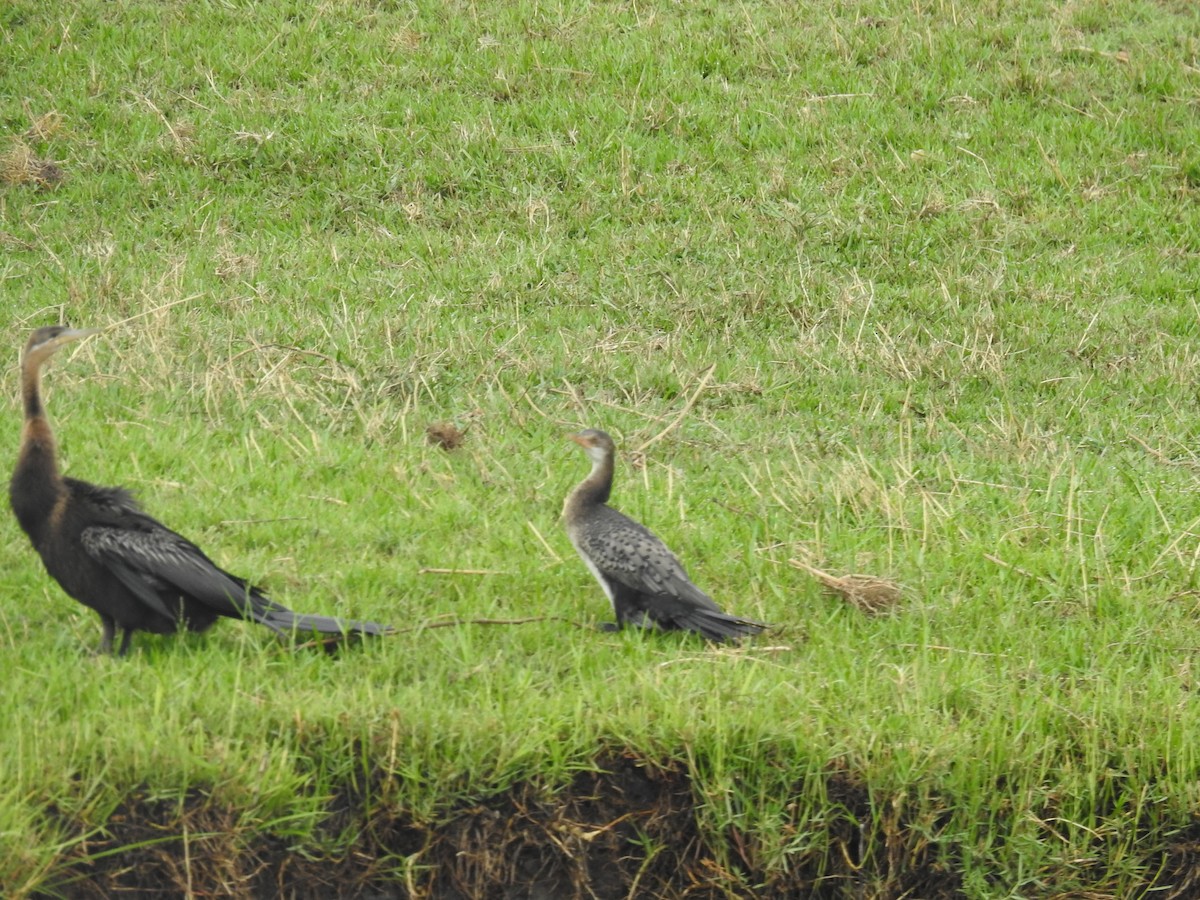 Uzun Kuyruklu Karabatak - ML645925839