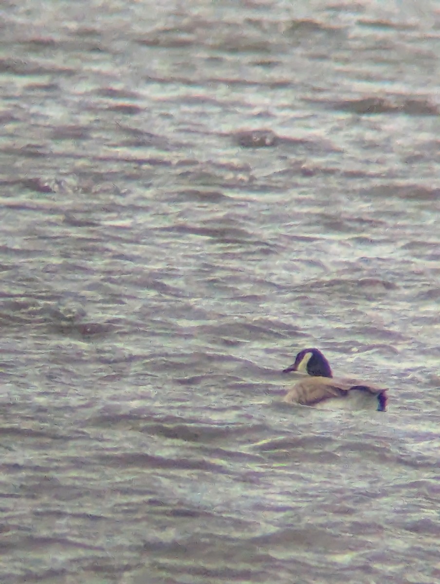 小加拿大雁 - ML645925840