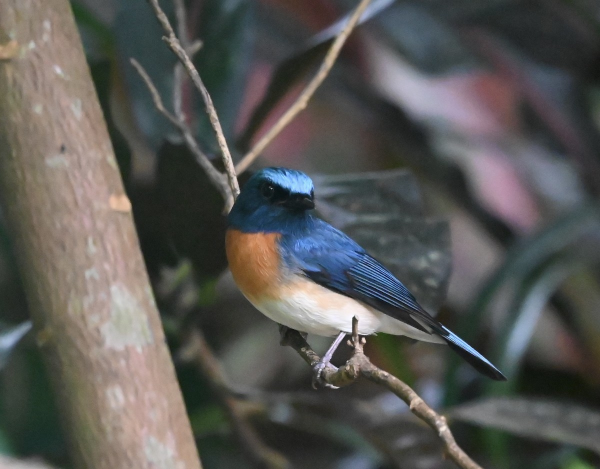 Blue-throated Flycatcher - ML645925848