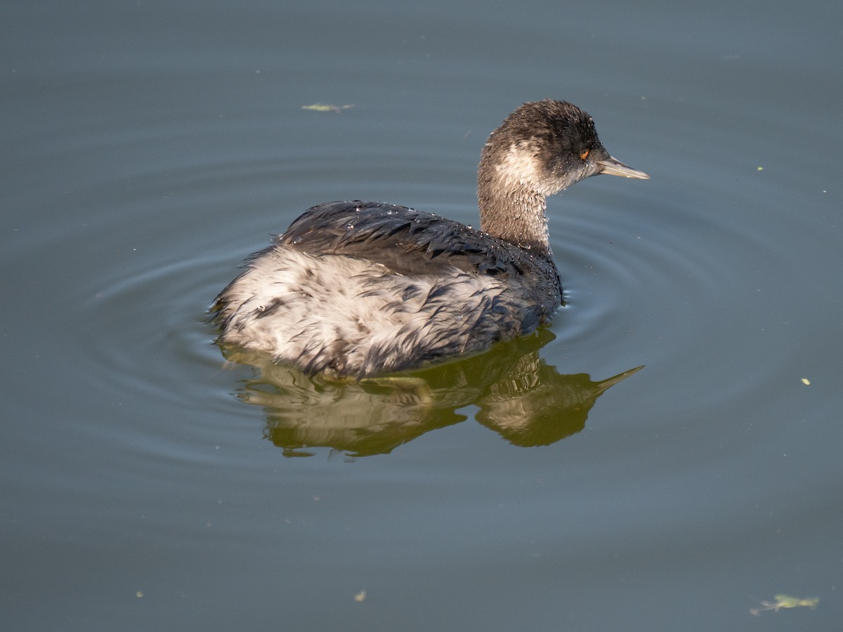 Eared Grebe - ML645925849