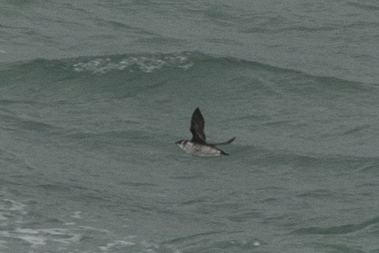 Marbled Murrelet - ML645925853