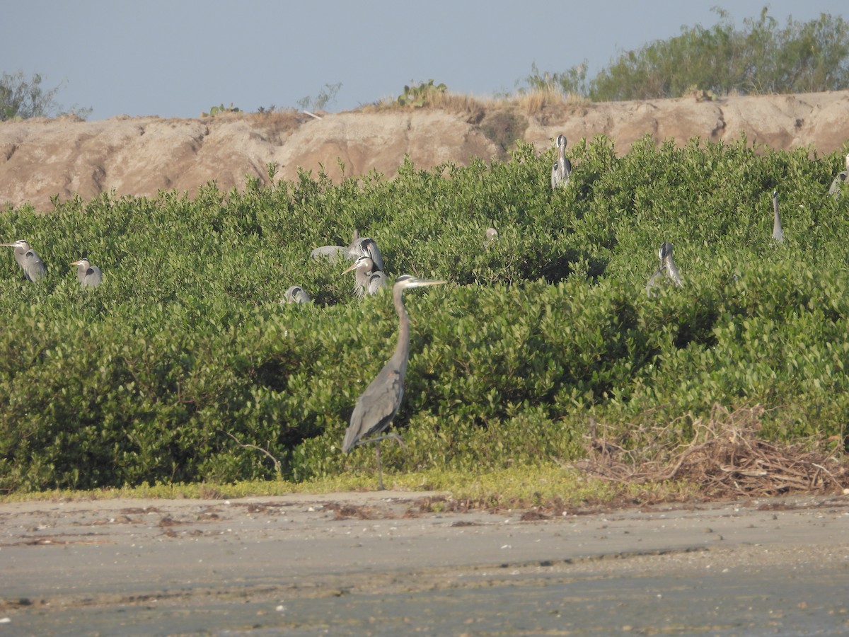 Great Blue Heron - ML645925864