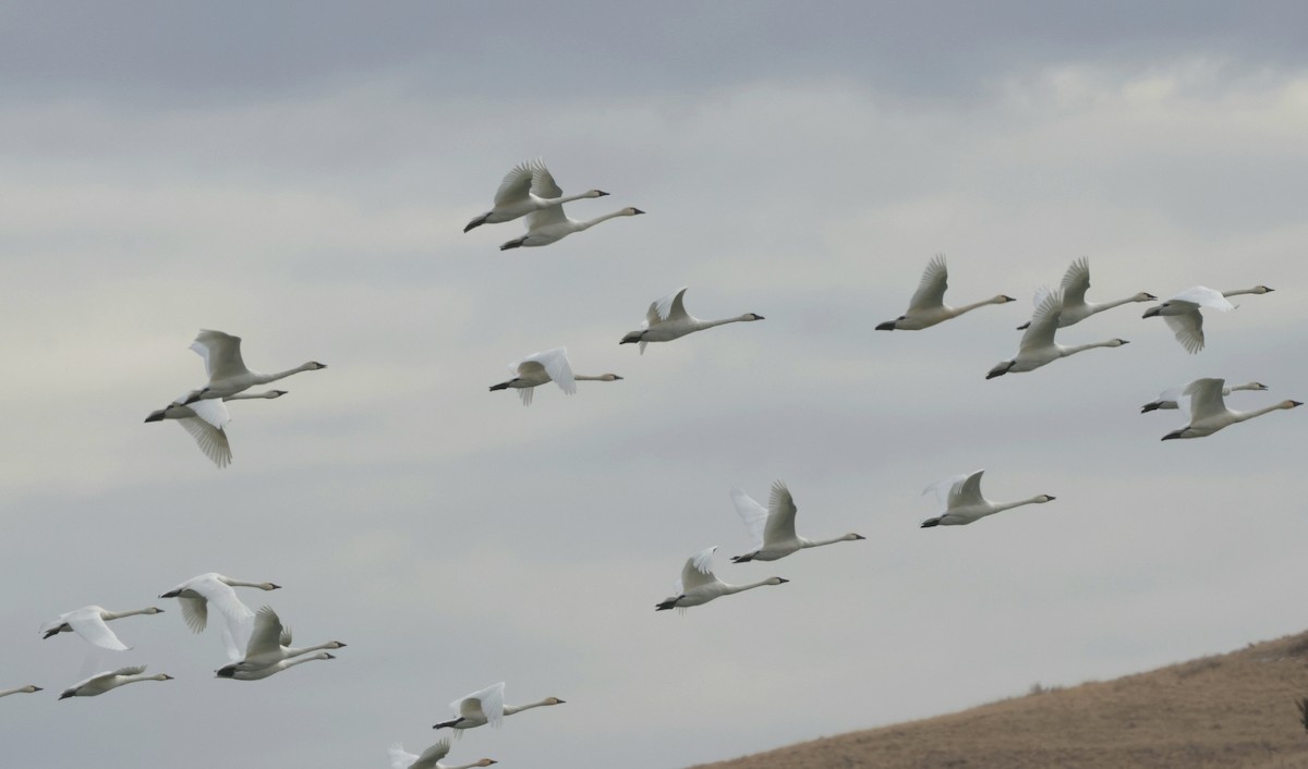 Tundra Swan - ML645925868