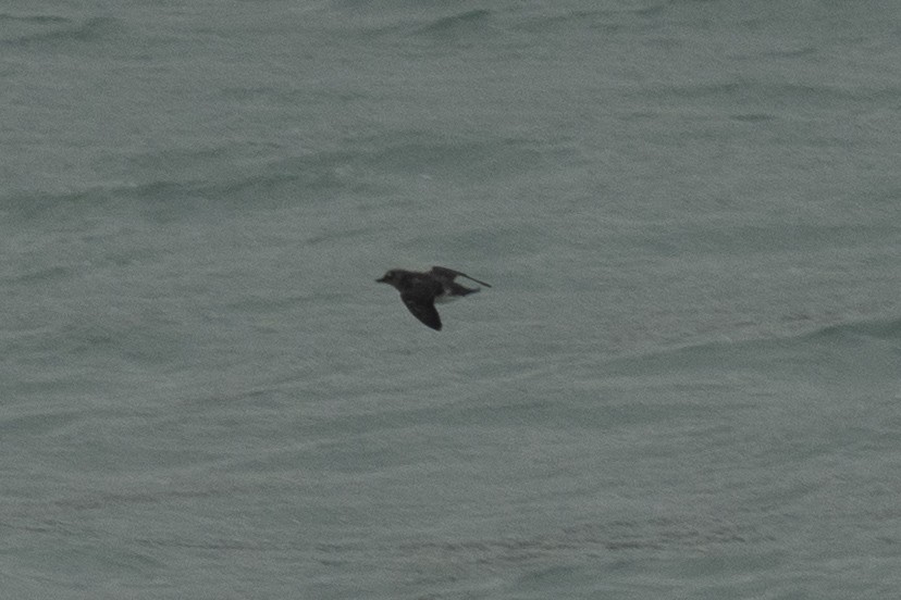 alcid sp. - ML645925871