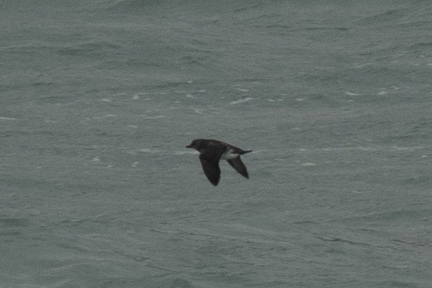 alcid sp. - ML645925872