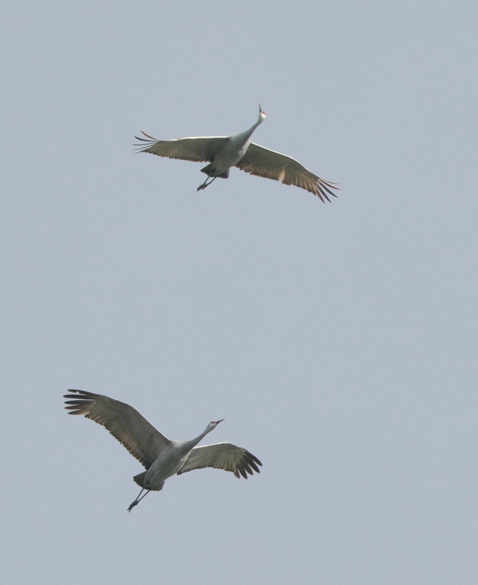 Sandhill Crane - ML645925876