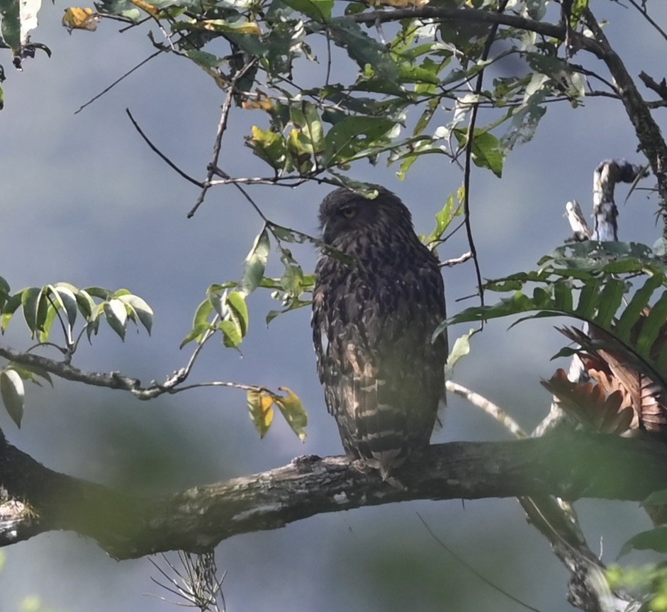 Búho Pescador de Sri Lanka - ML645925881