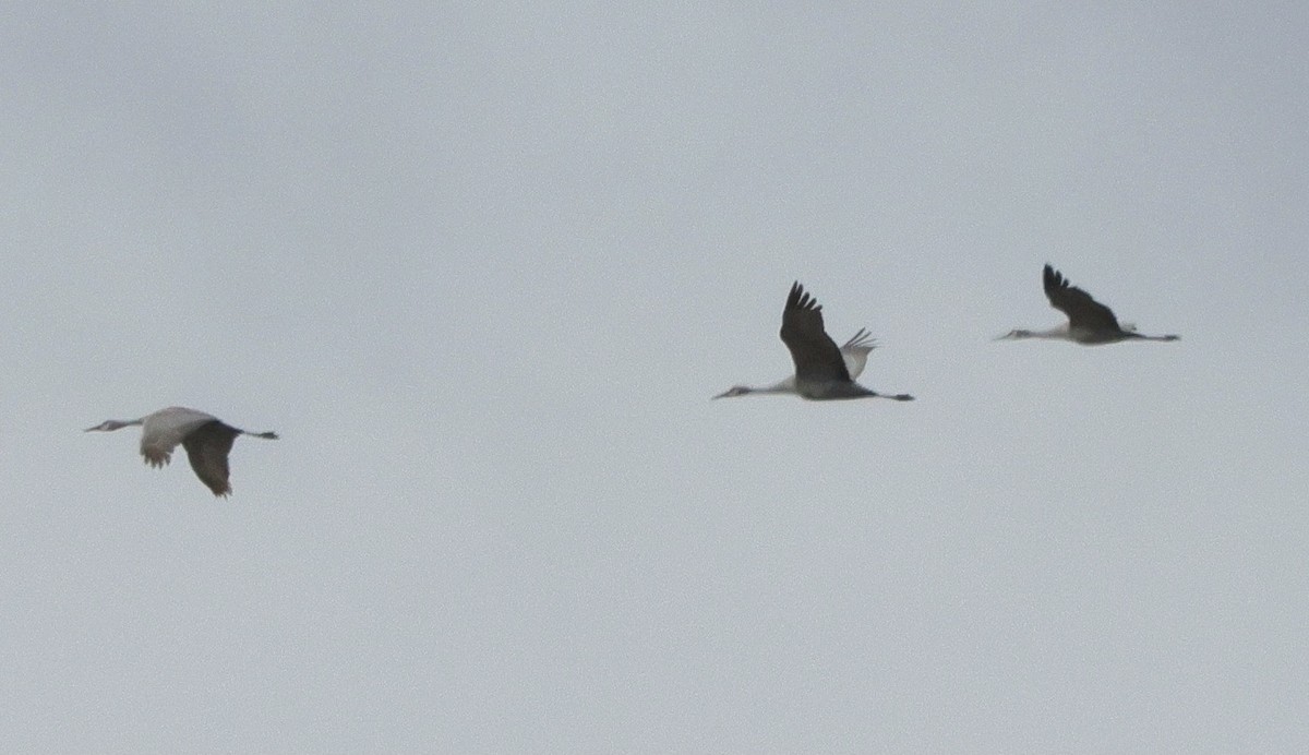 Sandhill Crane - ML645925885