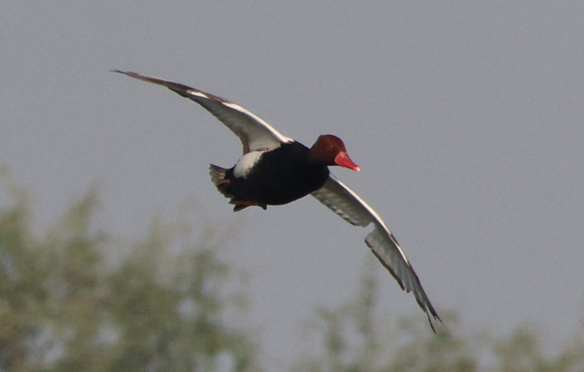 Red-crested Pochard - ML645925899