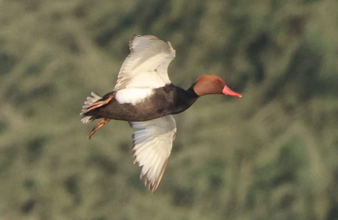 Red-crested Pochard - ML645925901