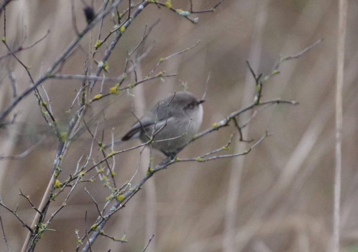 mlynařík americký - ML645925902