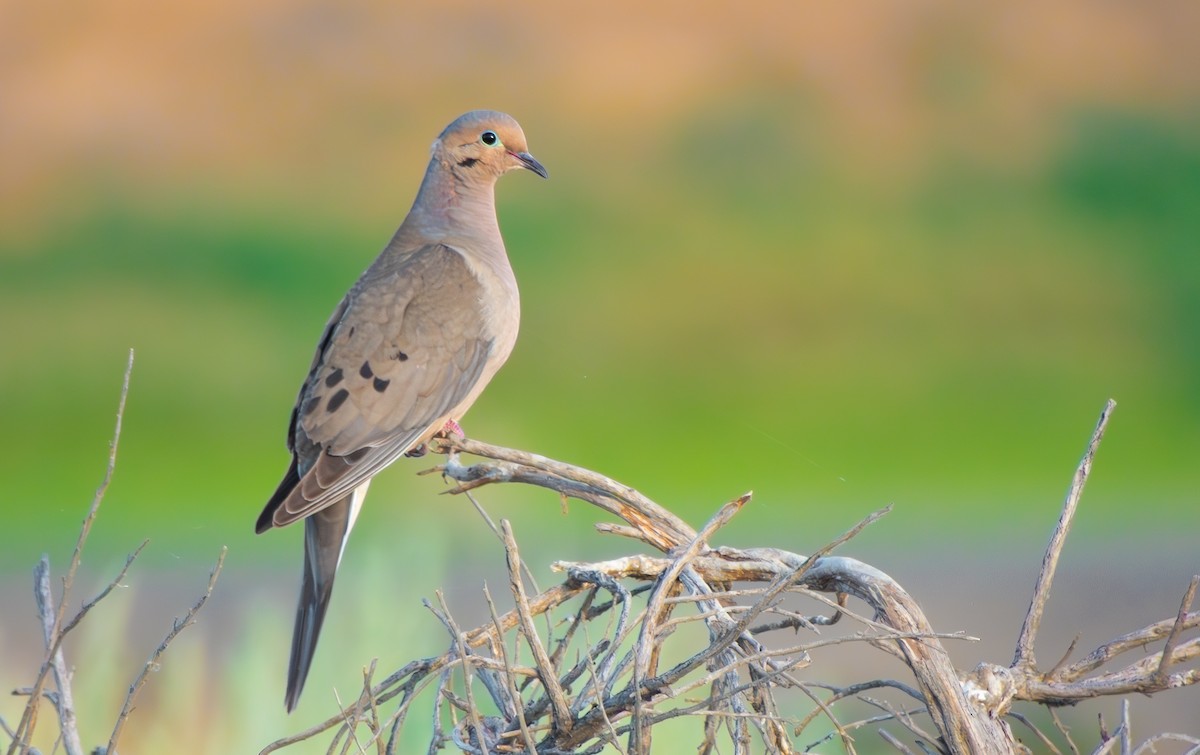 Mourning Dove - ML645925904