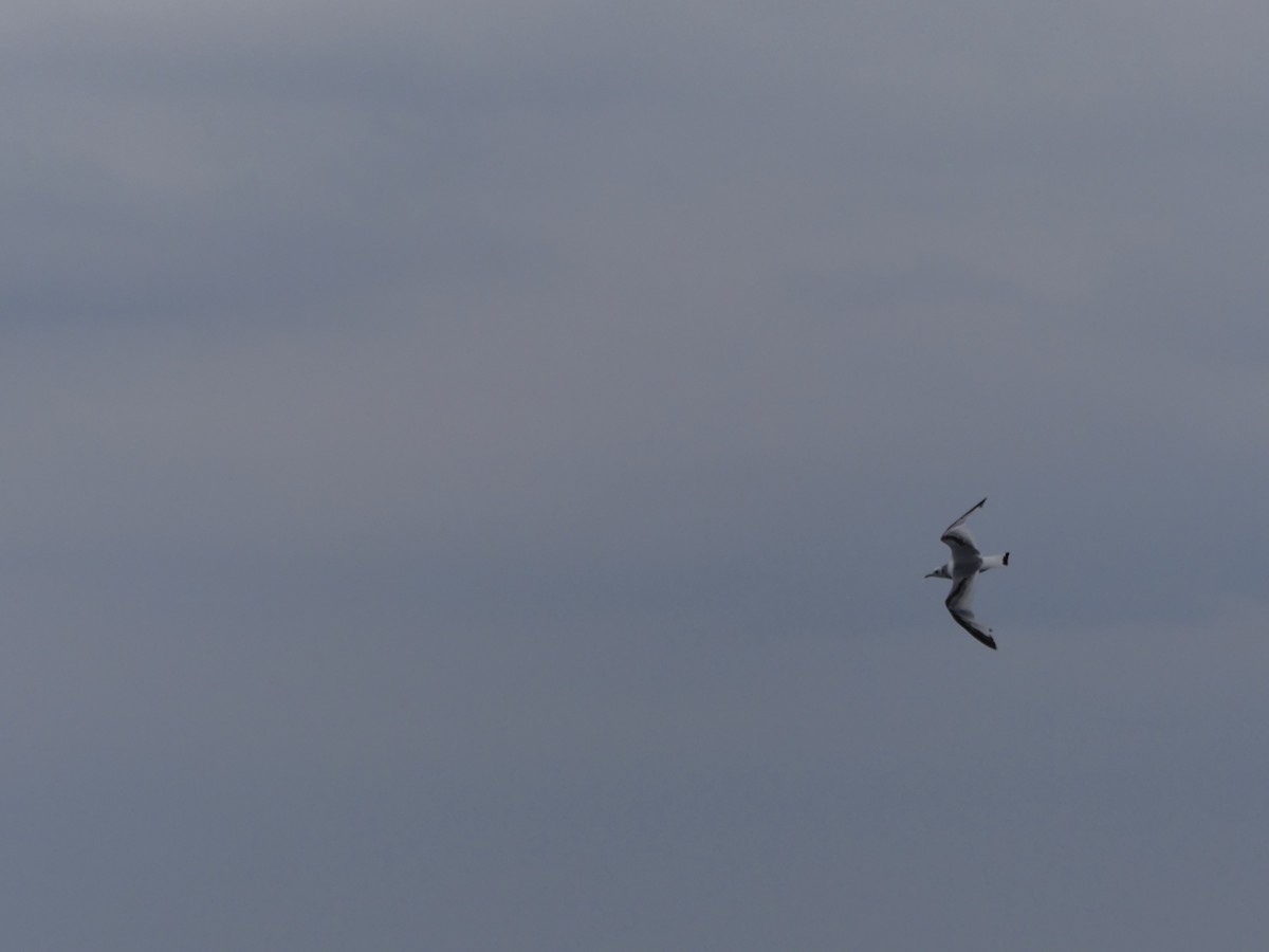 Black-legged Kittiwake - ML645925916