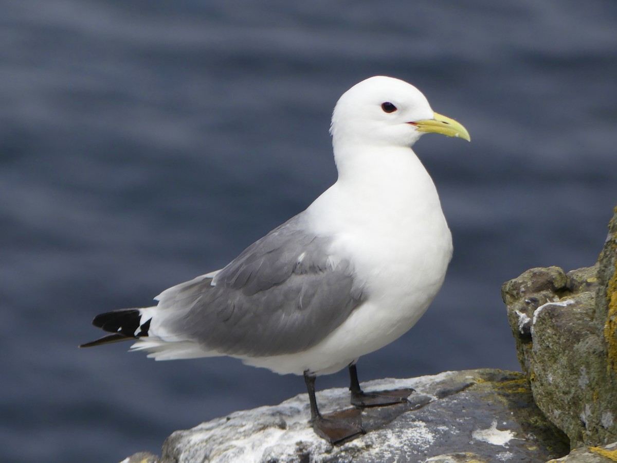 Black-legged Kittiwake - ML645925917