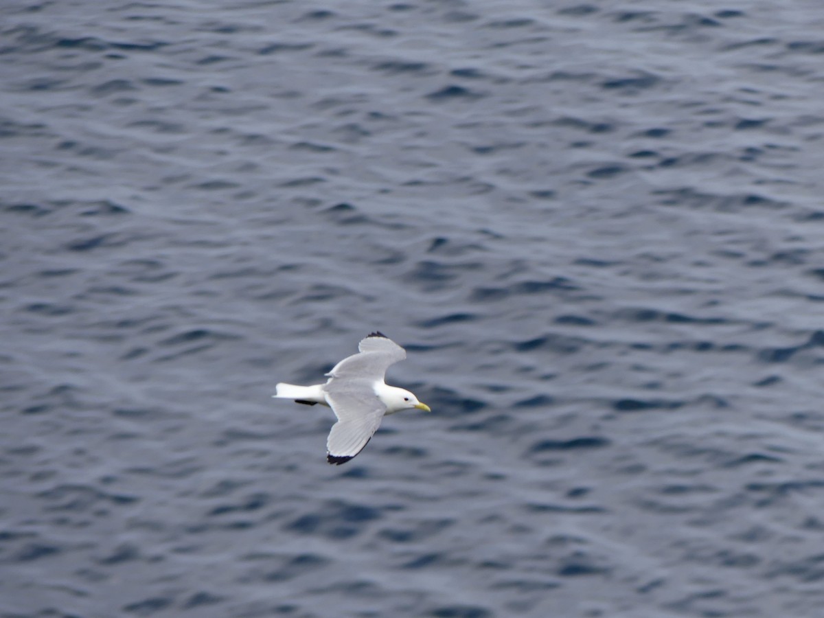 Black-legged Kittiwake - ML645925918