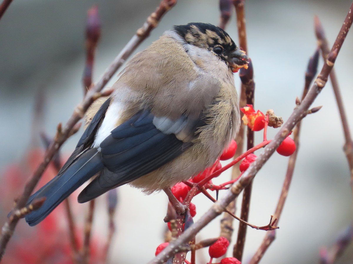 Eurasian Bullfinch (Baikal) - ML645925920