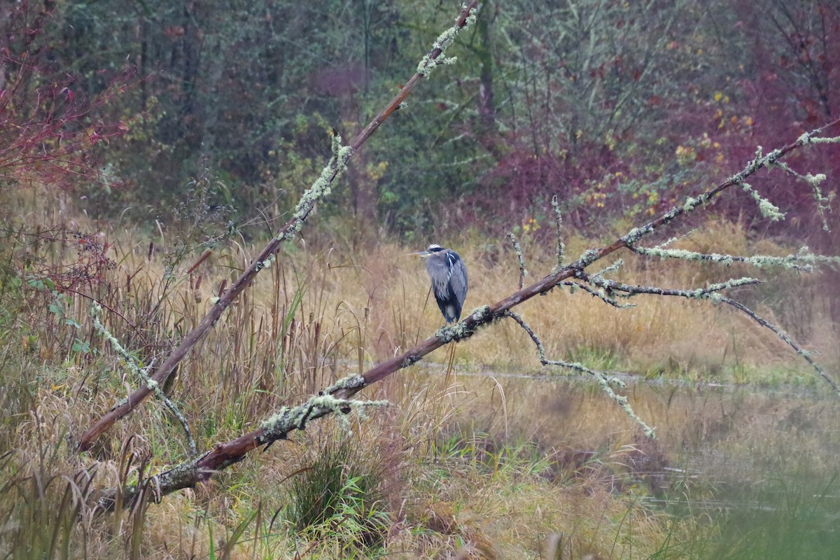 Great Blue Heron - ML645925922