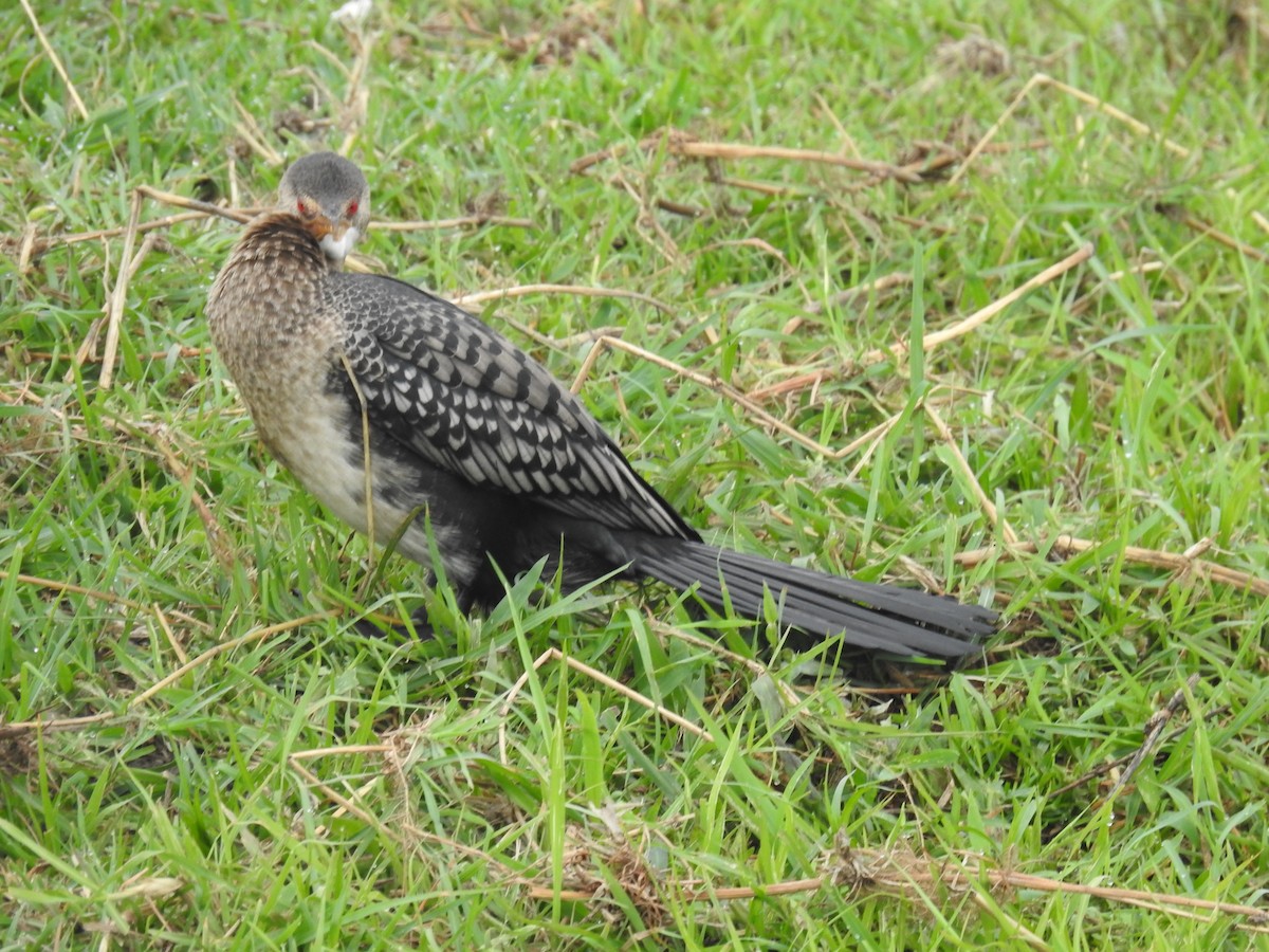 Uzun Kuyruklu Karabatak - ML645925928