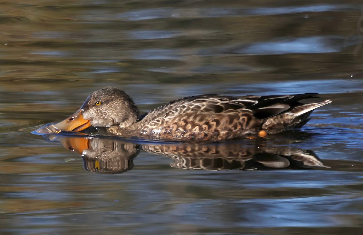 Mestolone - ML645925929