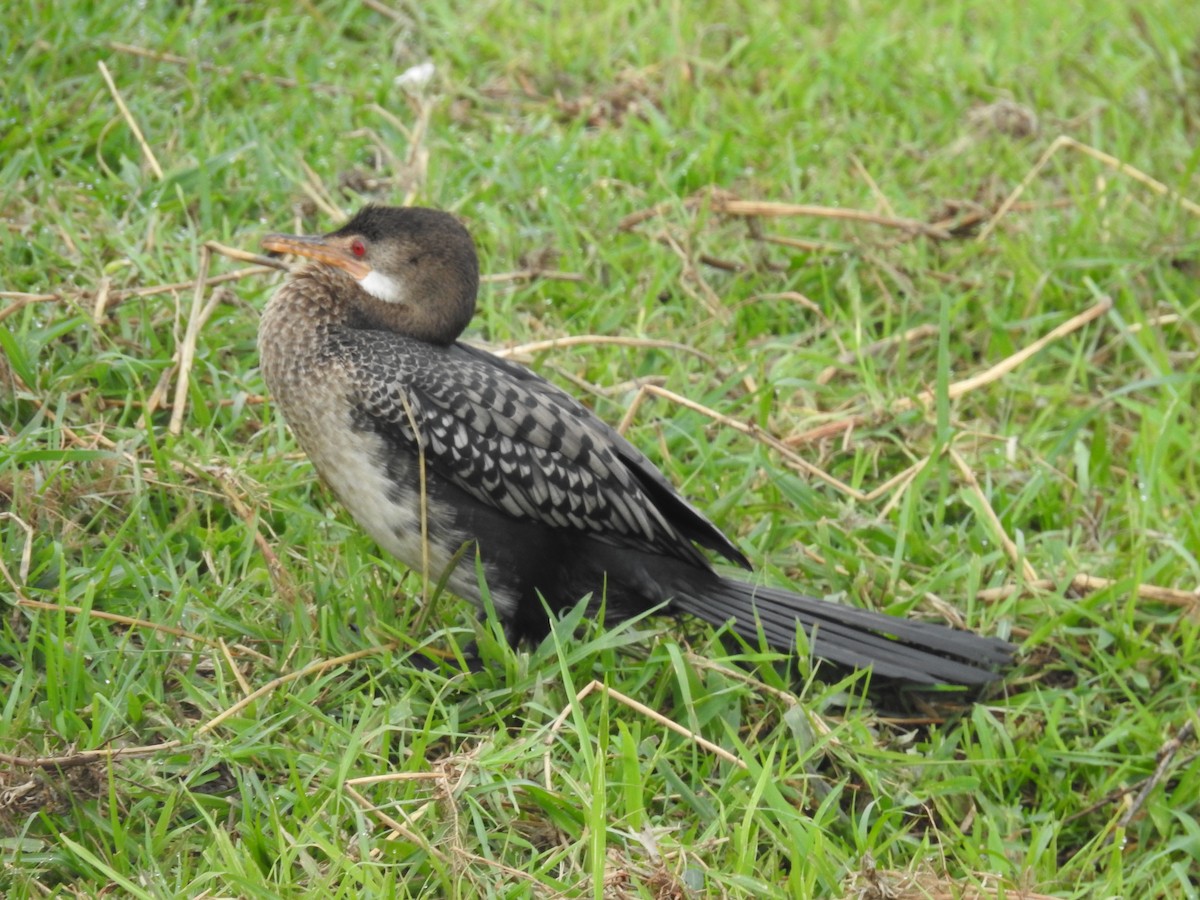 Uzun Kuyruklu Karabatak - ML645925932