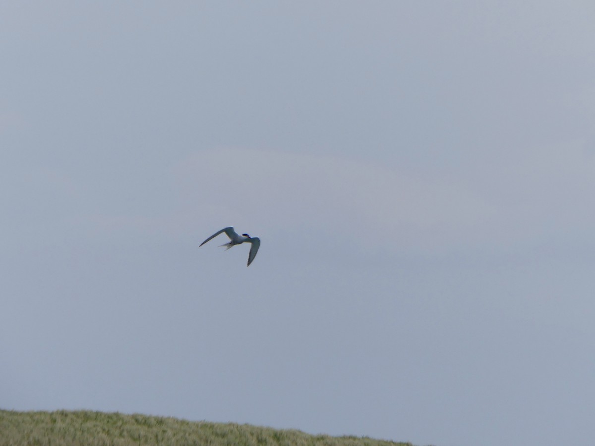 Common Tern - ML645925933